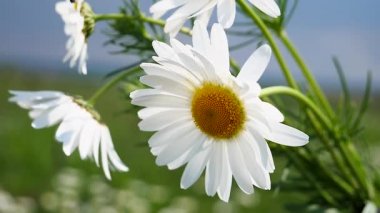 Yaz alanında chamomiles yakın çekim
