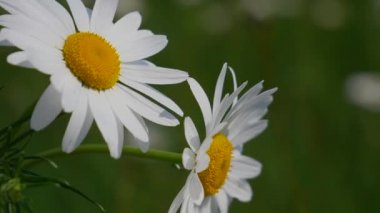 Yaz alanında chamomiles yakın çekim