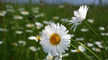 Yaz alanında chamomiles yakın çekim