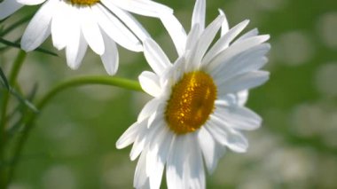 Yaz alanında chamomiles yakın çekim