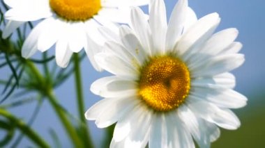 Yaz alanında chamomiles yakın çekim