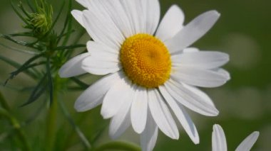 Yaz alanında chamomiles yakın çekim