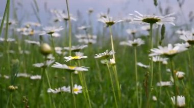 Yaz alanında chamomiles yakın çekim