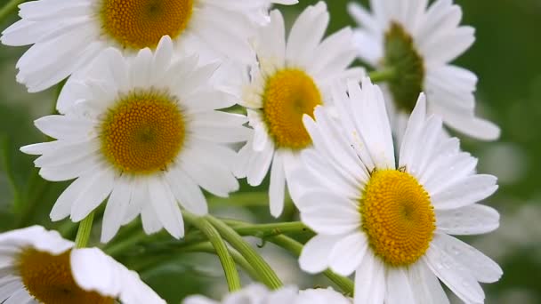 Camomille Nel Campo Estivo Primo Piano — Video Stock