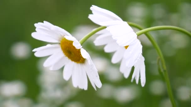 Chamomiles Het Zomer Veld Close — Stockvideo