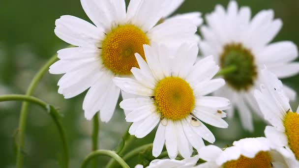 Camomille Nel Campo Estivo Primo Piano — Video Stock