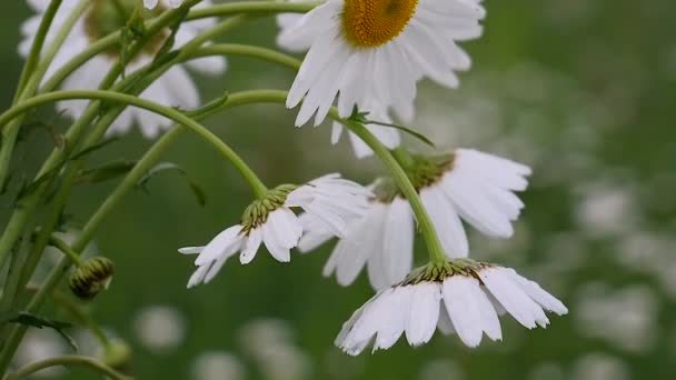 Chamomiles Dans Champ Été Close — Video