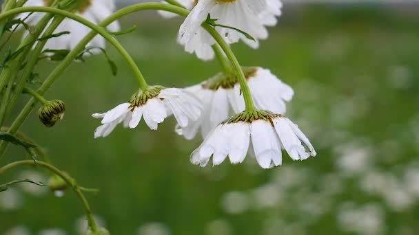 Chamomiles Summer Field Close — Stock Video