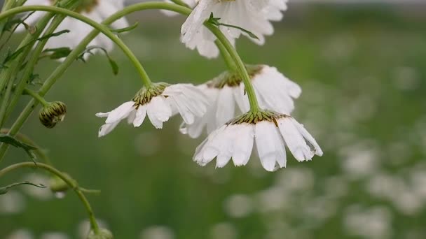 Chamomiles Letním Poli Zblízka — Stock video