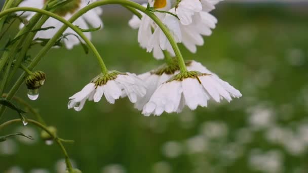 Camomille Nel Campo Estivo Primo Piano — Video Stock