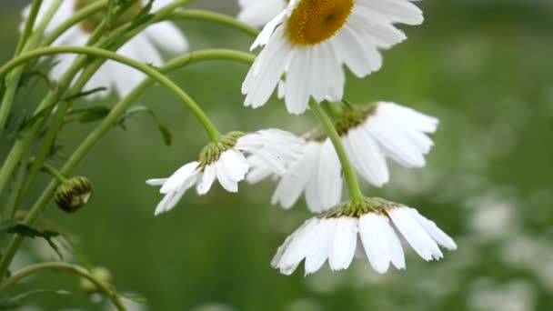 Camomille Nel Campo Estivo Primo Piano — Video Stock