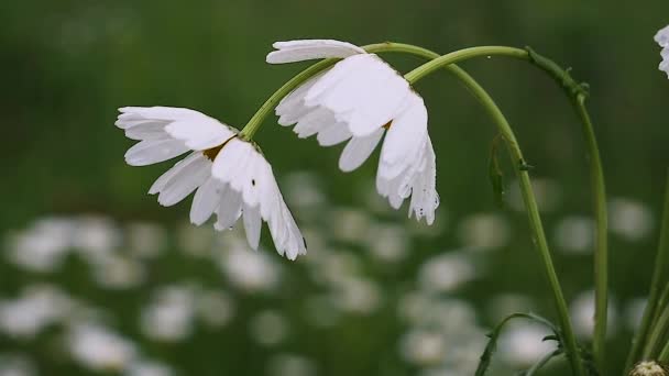 Chamomiles Summer Field Close — Stock Video