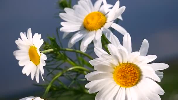 Chamomiles Dans Champ Été Close — Video