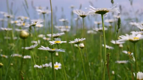 Chamomiles Het Zomer Veld Close — Stockvideo