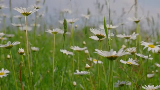 Chamomiles Dans Champ Été Close — Video