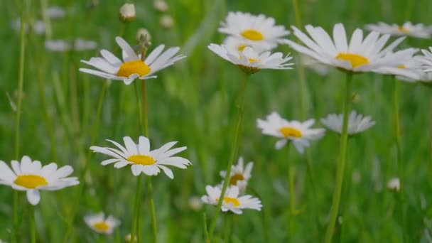 Camomille Nel Campo Estivo Primo Piano — Video Stock