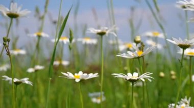 Yaz alanında chamomiles yakın çekim