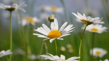Yaz alanında chamomiles yakın çekim