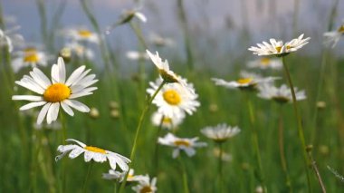 Yaz alanında chamomiles yakın çekim