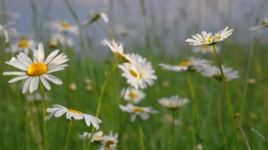 Yaz alanında chamomiles yakın çekim