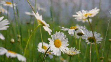 Yaz alanında chamomiles yakın çekim