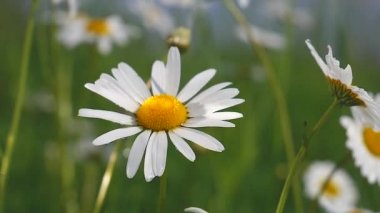 Yaz alanında chamomiles yakın çekim