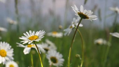 Yaz alanında chamomiles yakın çekim