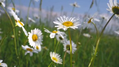 Yaz alanında chamomiles yakın çekim