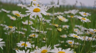 Yaz alanında chamomiles yakın çekim