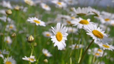 Yaz alanında chamomiles yakın çekim