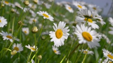 Yaz alanında chamomiles yakın çekim