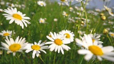 Yaz alanında chamomiles yakın çekim