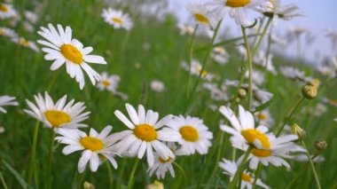 Yaz alanında chamomiles yakın çekim