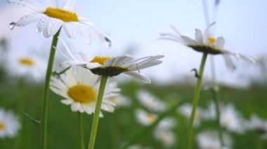 Yaz alanında chamomiles yakın çekim