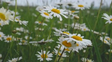 Yaz alanında chamomiles yakın çekim