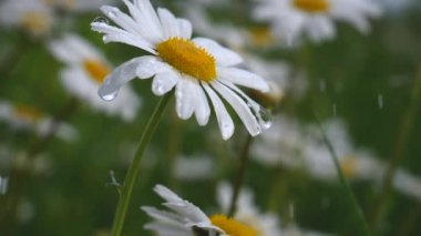 Yaz alanında chamomiles yakın çekim