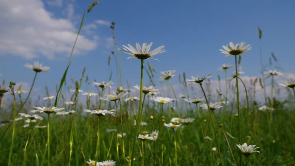 Chamomiles Summer Field Close — Stock Video