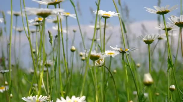 Chamomiles Het Zomer Veld Close — Stockvideo