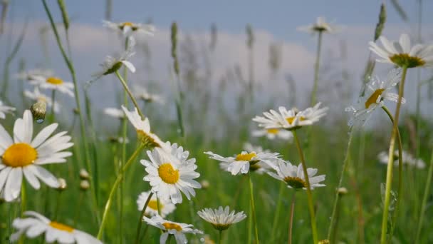 Camomilas Campo Verão Close — Vídeo de Stock