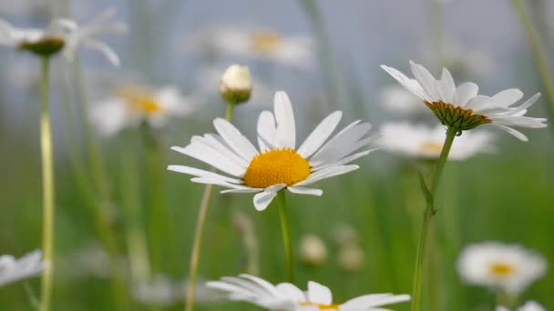 Chamomiles Het Zomer Veld Close — Stockvideo