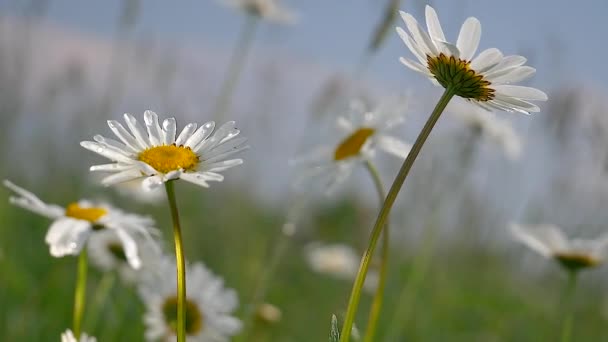 Camomilas Campo Verão Close — Vídeo de Stock