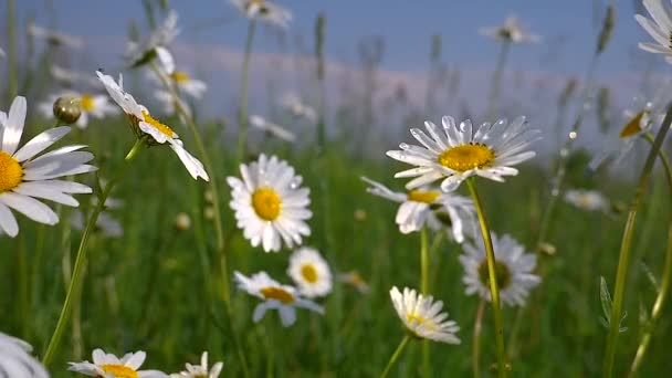 Chamomiles Dans Champ Été Close — Video