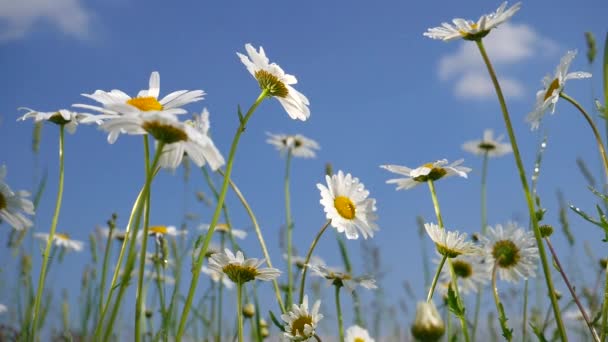 Chamomiles Dans Champ Été Close — Video