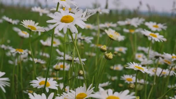 Manzanillas Primer Plano Del Campo Verano — Vídeos de Stock