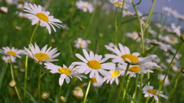 Chamomiles Het Zomer Veld Close — Stockvideo