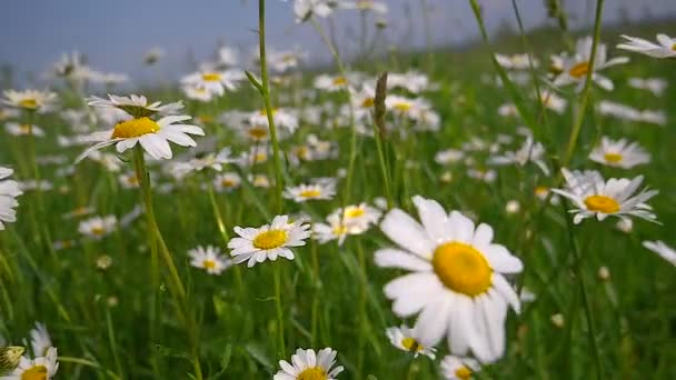 Manzanillas Primer Plano Del Campo Verano — Vídeos de Stock