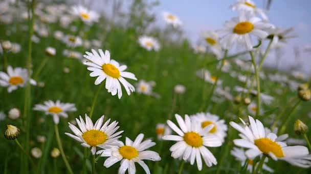 Camomille Nel Campo Estivo Primo Piano — Video Stock