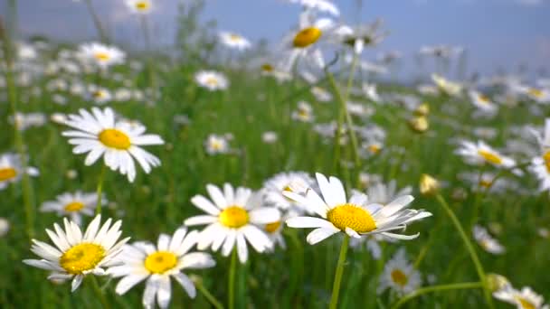 Camomille Nel Campo Estivo Primo Piano — Video Stock