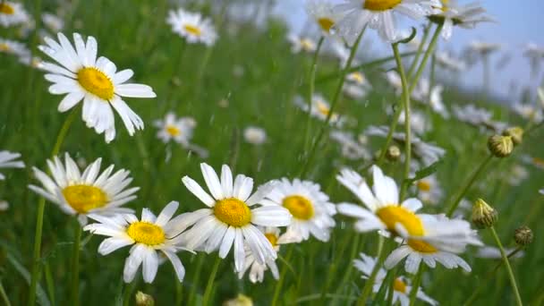 Chamomiles Dans Champ Été Close — Video