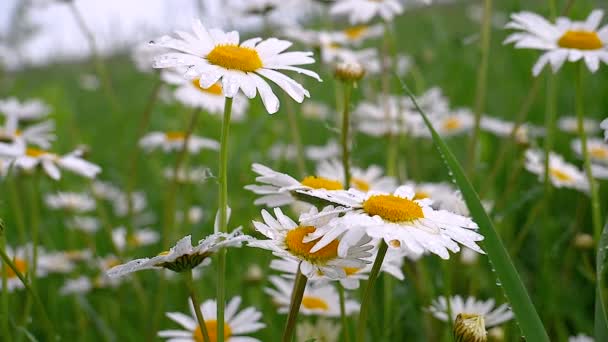 Chamomiles Summer Field Close — Stock Video